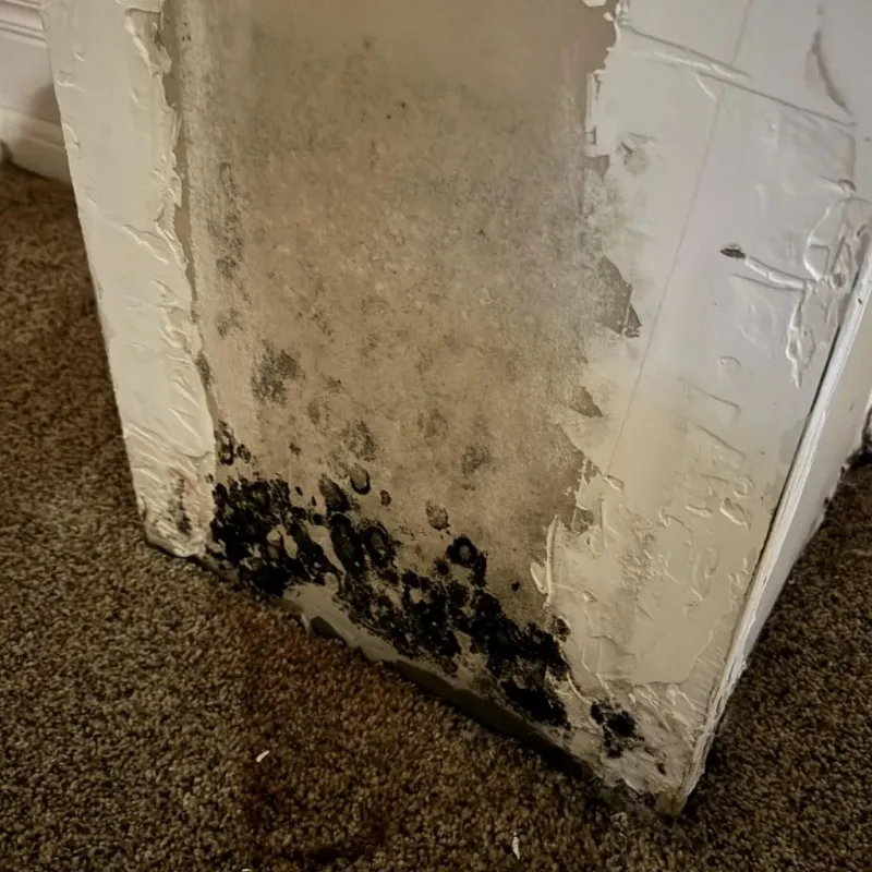 Professional Mold Removal in Yucaipa, CA
